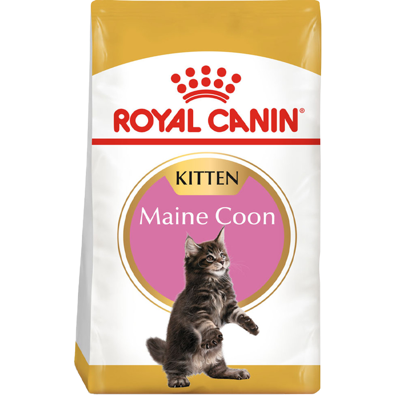 RC Cat Maine Coon Kitten 4kg