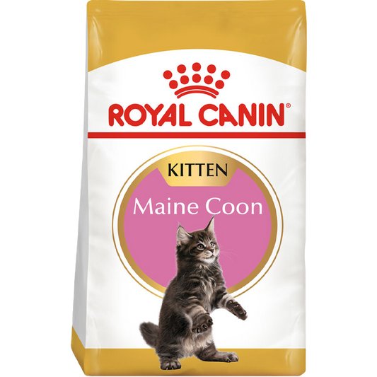 RC Cat Maine Coon Kitten 4kg